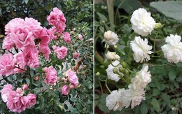 Ngắm mãi không chán vườn hồng ngoại trên sân thượng đẹp như mơ của bà mẹ ở Bắc Giang