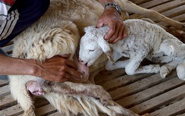 Hàng trăm con cừu chết do hạn hán ở Ninh Thuận