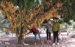 Cho khách vô vườn ngắm cây, bẻ trái, thu 9 triệu đồng/ngày