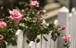 Những bức ảnh này sẽ cho bạn thấy, nhà chỉ cần một khóm hồng, bất kỳ góc nào cũng đều ngọt ngào