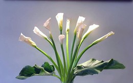 Không gian sống đẹp kiêu sa khi được trang trí với loài hoa rum đỏng đảnh