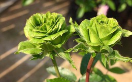 Đang hào hứng khoe hoa hồng xanh độc lạ, cô gái "đứng hình" khi nghe phản ứng của dân mạng