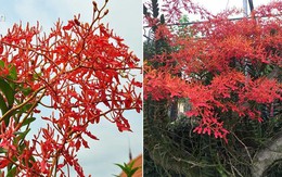 Tháng năm rực rỡ: Lan huyết nhung nở đỏ rộ như hoa phượng vĩ trước sân nhà