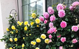 Vườn hoa hồng hâm nóng tình yêu của cặp vợ chồng Việt tại Nhật