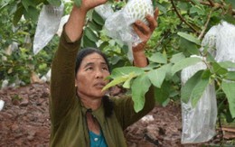 Trồng loại ổi mỗi cây cho 1,5-2 tạ quả, cụ bà kiếm 70 triệu đồng/năm