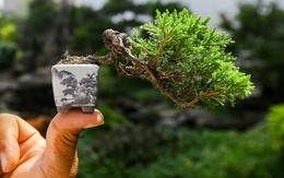 Bonsai tí hon giá chục triệu đồng ở Sài Gòn