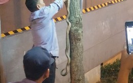 Bắt được rắn hổ mang 'khủng' ở sân chơi chung cư Hà Nội
