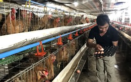 Độc chiêu nuôi gà hiếm có, lão nông thu lãi 1,5 tỷ/tháng