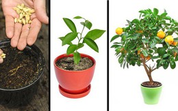 8 loại cây ăn quả có thể trồng từ hạt mà bạn nên trồng trong nhà mình