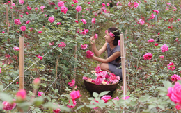 Khu vườn hoa hồng rộng đến 3 ha đẹp ngất ngây giúp cô gái 27 tuổi thoát khỏi bệnh trầm cảm ở Hà Nội