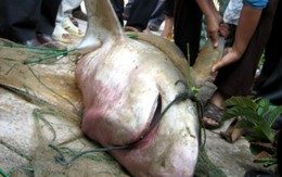HI HỮU: Ngư dân thoát chết khi bị cá mập cắn trên biển