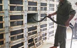 Khá giả nhất làng nhờ nuôi đàn mãng xà cực độc