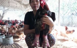 Chị nông dân xây nhà to, cho 2 con du học nhờ nuôi gà