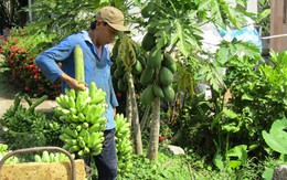 Người phụ nữ đảm đang kiếm 500 triệu đồng mỗi năm từ vườn cây ăn quả