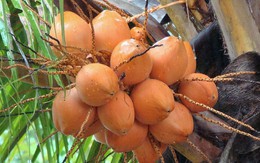 Thu nhập 15 triệu/tháng từ trồng dừa xiêm lửa xen cam xoàn