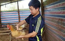 Trai xứ Lạng nuôi gà sáu ngón quý hiếm, mỗi tháng lãi gần 10 triệu