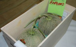 Cặp dưa lưới giá bằng chiếc ôtô ở Nhật