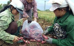 Giá khoai lang Nhật chỉ còn 1.000 đồng/kg, tư thương vứt bỏ cả bãi