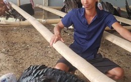 Nuôi đàn gà khổng lồ 1.000 con, 9x lãi 300 triệu đồng/năm