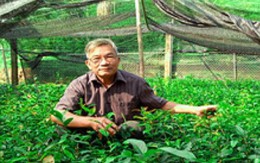 Chè tím có công dụng phòng ngừa ung thư giá nửa triệu đồng/1kg