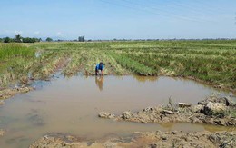 Cháu bé 9 tuổi đi bắt ốc lọt xuống hố công trình chết đuối