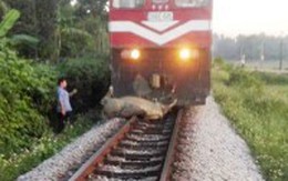 Clip tàu hỏa tông chết đàn trâu thả rông ở Thanh Hóa khiến mạng xã hội xôn xao