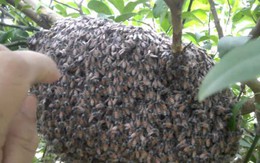 Hai vợ chồng bị đàn ong mật đốt gần 400 mũi