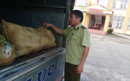 Tạm giữ xe tải vận chuyển da lợn đông lạnh không rõ nguồn gốc