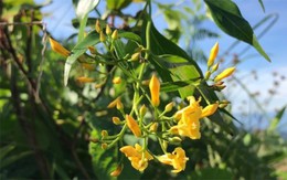 Buồn chuyện gia đình, thiếu nữ ăn lá ngón tự tử