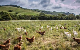 Từ 20 con gà thả đồi, ông Tây thu nhập hơn 2.200 tỷ/năm