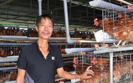 Nuôi heo, gà tự động, chỉ bán phân đã có 30 triệu/tháng