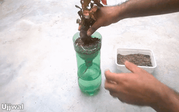 Trồng cây trong chai nhựa vô cùng đơn giản theo những bước này