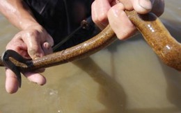 Sáng chế dụng cụ "độc", thợ săn lươn thu về cả triệu mỗi ngày