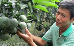 Lão nông “khùng” thu tiền tỷ nhờ trồng cam sành…dày đặc