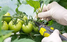 Hướng dẫn cách trồng cà chua lớn nhanh như thổi, thu hoạch mỏi tay trong mùa hè