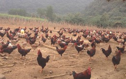 Liều mạng trời cho: Phi vụ 1 tuần thu hơn tỷ bạc