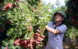 Bắc Giang bác bỏ thông tin vải thiều 3.000 đồng một kg, phải đổ sông