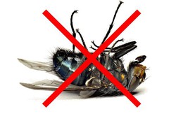 Những cách tuyệt hay “đánh bay” côn trùng khỏi ngôi nhà của bạn