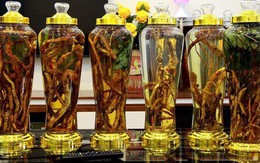 Lạc vào thế giới sâm quý hơn 'vàng ròng' của đại gia Hà Thành
