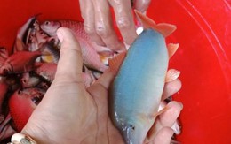 Nuôi loài cá heo bé tí trên sông, bán 320-380.000 đồng/kg