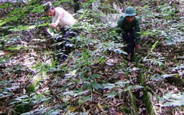 Chủ tịch huyện tiết lộ nhà đại gia trên núi có 500 tỷ đồng