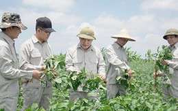 Vùng trồng đậu nành dược liệu của Bảo Xuân chính thức được công nhận đạt chuẩn GACP – WHO