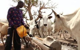 Thảm sát vì tranh chấp đất đai ở Nigeria, 86 người chết