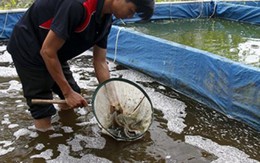 Kỹ sư thủy sản về quê nuôi cá chạch lấu, mỗi năm thu 600 triệu