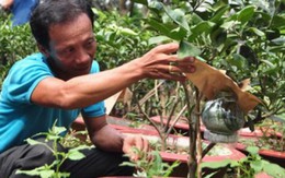 Biến cây trái thành hàng độc lạ, mỗi năm bỏ túi hơn 1 tỷ đồng