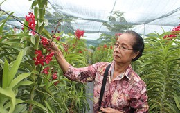 Bà chủ vườn lan cả nghìn m2 giữa trung tâm thành phố thu nhập 40 triệu đồng/tháng