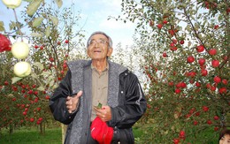 Vườn táo đẹp như cổ tích của cụ ông dành tâm huyết suốt 11 năm chăm sóc