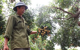 Cây vải tổ 39 năm cho doanh thu khủng ở Bắc Giang
