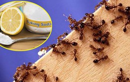 Những cách diệt kiến gió trên giường đơn giản mà hiệu quả không ngờ