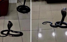 Rắn hổ mang bất ngờ xuất hiện giữa nhà giám đốc Bệnh viện Thể thao